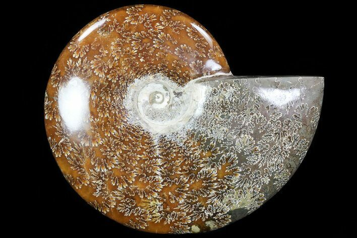 Polished, Agatized Ammonite (Cleoniceras) - Madagascar #76099